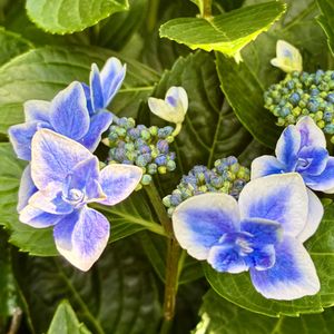 紫陽花 コンペイトウ,紫陽花 コンペイトウ,四季咲き紫陽花霧島の恵,我が家の花壇,いつもありがとう♡の画像