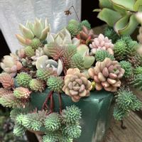 多肉植物,多肉寄せ植え,多肉大好き,多肉植物のある暮らし,多肉の植え替えの画像