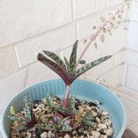 観葉植物,鉢植え,ガーデニング,おうち園芸,玄関アプローチの画像