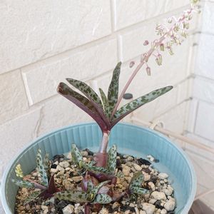 観葉植物,鉢植え,ガーデニング,おうち園芸,玄関アプローチの画像
