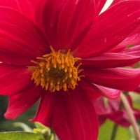 ダリア,꒰ღ˘◡˘ற꒱かわゅ~,今日の一枚,植物中毒,赤いダリアの画像