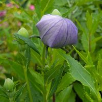 小さな花壇,庭の画像