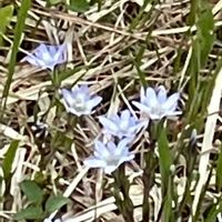 ニリンソウ,リュウキンカ,タテヤマリンドウ,iPhone撮影,植物大好きの画像