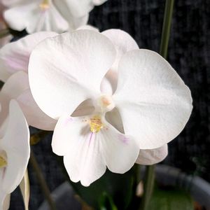 ミニ胡蝶蘭,植え替え後,開花,清楚な花の画像