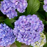 アジサイ,アナベル,白い花,紫陽花 アジサイ あじさい,花のある暮らしの画像