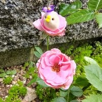 ヒマワリ,ベルガモット,ミニバラ,サルビア・ガラニチカ,チキン倶楽部の画像