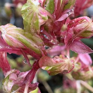 イロハモミジ,斑入りモミジ,実生もみじ,ベランダガーデン,植物のある暮らしの画像