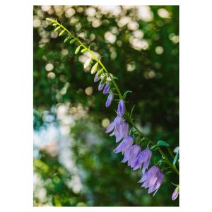 ハタザオキキョウ,地植え,紫色の花,キキョウ科,庭の画像