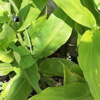 ミョウガ,今日のお花の画像