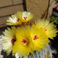サボテン,サボテンのお花,おうち園芸,記録pic,庭の画像