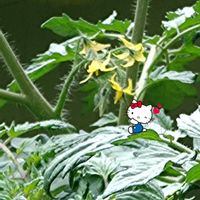 中玉トマトの花,中玉トマト,中玉トマトの栽培,種蒔きからの栽培,プラ鉢で栽培の画像