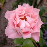 花のある暮らし,バラを楽しむ,おうち園芸,小さな庭の画像