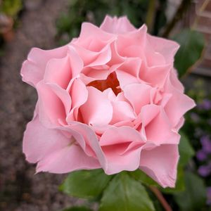 花のある暮らし,バラを楽しむ,おうち園芸,小さな庭の画像