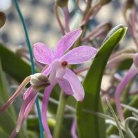 マキシラリア テヌイフォリア,アスコフィネチア　チェリーブロッサム,バンダ チェリーブロッサム,洋ラン,開花中の画像