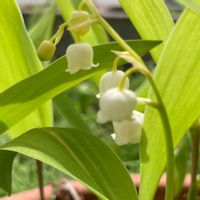 スズラン,季節のお花,花好き,庭の画像