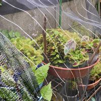 ハエトリソウ,食虫植物,庭の画像