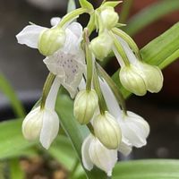 ウチョウラン,ウチョウラン,鉢植え,白輝美人,北陸頑張って♡♡♡の画像