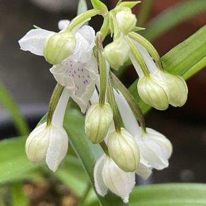 ウチョウラン,ウチョウラン,鉢植え,白輝美人,北陸頑張って♡♡♡の画像