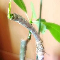 プルメリア,フランジパニ,斑入り プルメリア,花のある暮らし,南国植物の画像