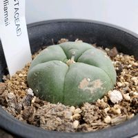 サボテン,ロホホラ,植物のある暮らし,ロフォフォラ属,サボテンのある暮らしの画像