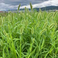 エノコログサの画像