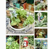 オブツーサ,グリーンネックレス,ミルキーウェイ,琴爪菊,赤怒濤の画像