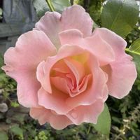 ロココ,ガーデニング,花のある暮らし,ナチュラルスタイル,薔薇のある暮らし♡の画像
