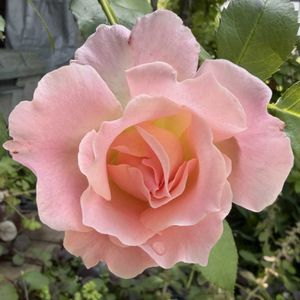 ロココ,ガーデニング,花のある暮らし,ナチュラルスタイル,薔薇のある暮らし♡の画像