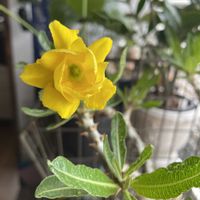 パキポディウム ドラケイ,開花,八重の花,今年最後の開花,はむ　パキポの画像