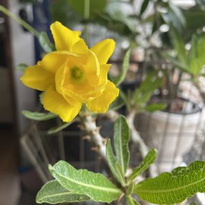 パキポディウム ドラケイ,開花,八重の花,今年最後の開花,はむ　パキポの画像