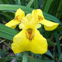 ハナショウブ,花菖蒲の画像