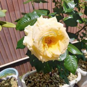 散歩,薔薇♪,GSに感謝。,イエローに恋して,一期一会のお花♡の画像