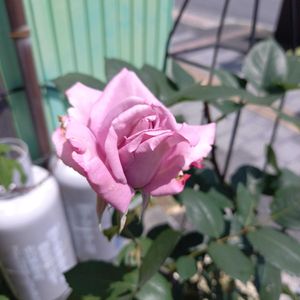 散歩,薔薇♪,GSに感謝。,一期一会のお花♡,チームGS♡の画像