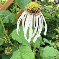 エキナセア フラダンサー,地植え,庭の画像