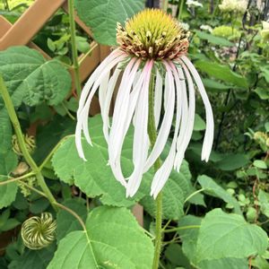 エキナセア フラダンサー,地植え,庭の画像