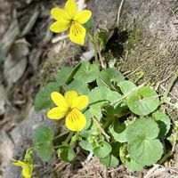 キバナノコマノツメ,スミレ,山野草,山歩き,高山植物類の画像