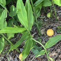 ズッキーニ,ミョウガ﹙茗荷﹚,今日のお花,6日はカエルの日の画像