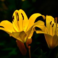 ユリ,紫陽花の画像