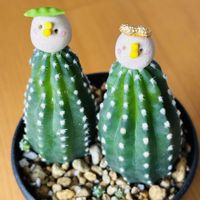 サボテン,五角ランポー,高砂,サボテン ビャクダン,アストロフィツム 属の画像