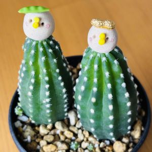 サボテン,五角ランポー,高砂,サボテン ビャクダン,アストロフィツム 属の画像