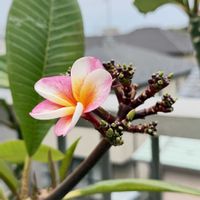 プルメリア,花のある暮らし,熱帯植物,元気に育ててますよ,RuddyFrangipaniの画像