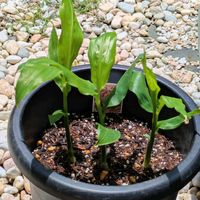 ミョウガ,プランター栽培,薬味,今日のお花,平和を願うの画像