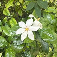 クチナシの画像