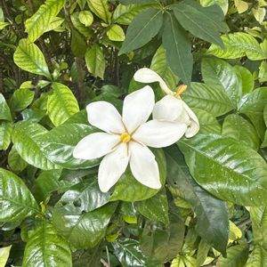 クチナシの画像