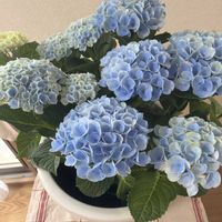 アジサイ,ハイドランジアマジカルレボリューションの画像