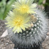 サボテン,白閃小町,白閃小町,白閃小町の花,開花中♡の画像