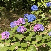 アジサイ,山紫陽花'くれない' ,紫陽花 おたふく,ヤマアジサイ　伊予絣,高幡不動尊のあじさいの画像