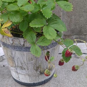ワイルドストロベリー,かわいい,可愛い,お庭,癒しの画像