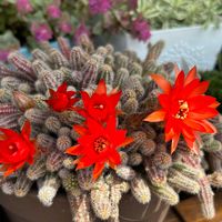 白檀,サボテンの花,花のある暮らし,素敵色,かわゆい♡の画像