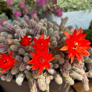 白檀,サボテンの花,花のある暮らし,素敵色,かわゆい♡の画像